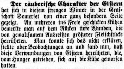 Datei:1891.03.19-Elstern greifen Kühe an.jpg