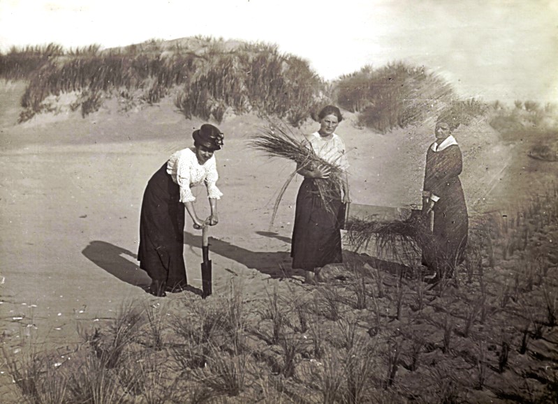 Datei:Trischen, Halmbepflanzung.jpg