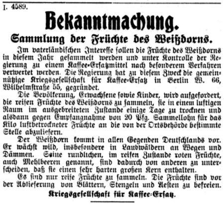 Datei:10 1916.09.07-Fruechte des Weißdorns.jpg