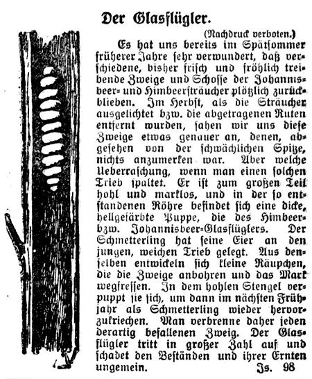 Datei:31 1916.09.27-Glasflügler.jpg
