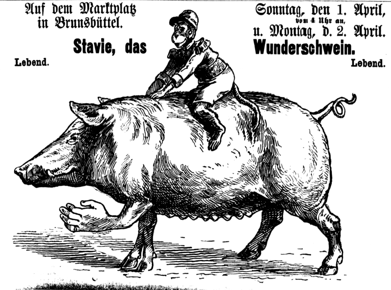 Datei:1894.04.03-Wunderschwein.jpg
