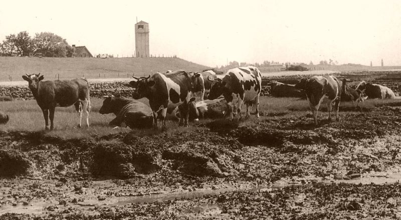 Datei:Weißer Leuchtturm Kühe.jpg