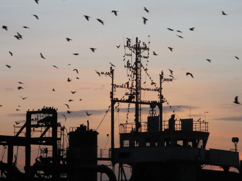 Datei:Krähen-Krüger 03.jpg