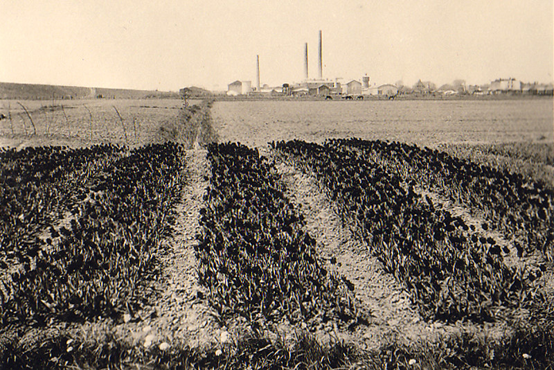 Datei:072 Gaertnerei Messtorff (GM).jpg